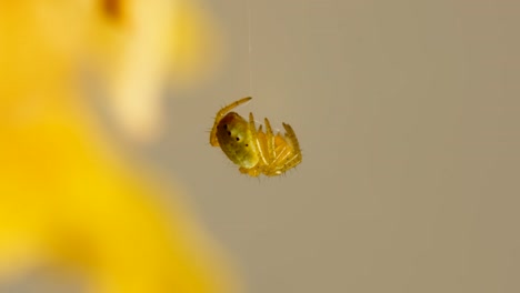 araña durmiendo colgando en su red de hilo bucle macro 2x 4k