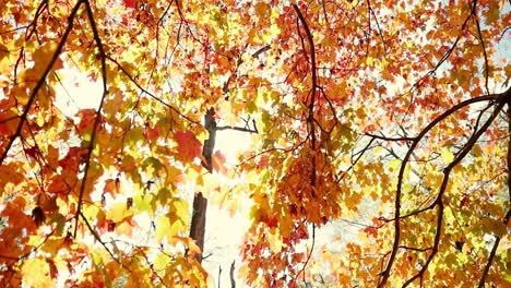 beautiful autumn tree with fall leaves with the sun shining through