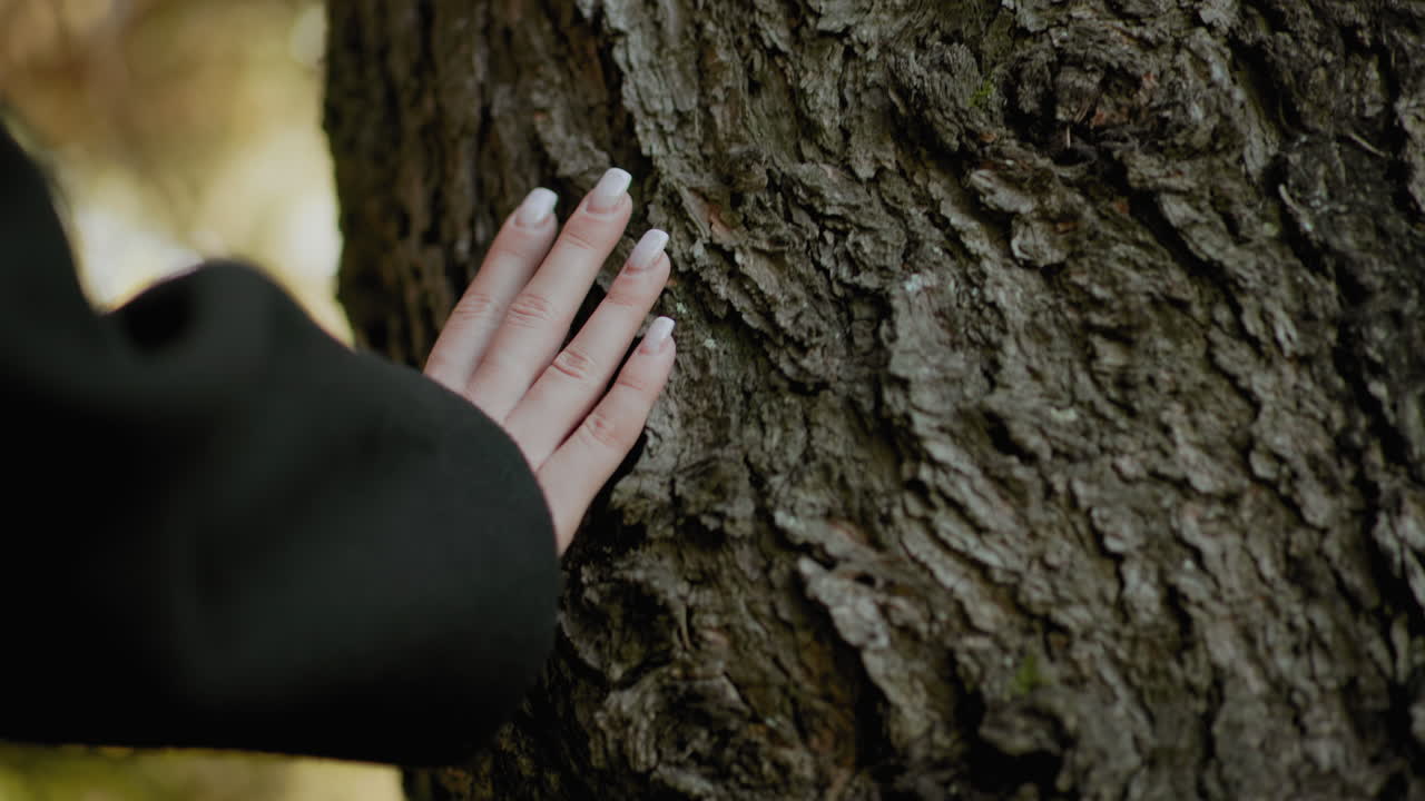 가을 숲에서 부드러운 보케 배경으로 매니큐어를 칠한 여성의 손이 거친 나무껍질을 만지면서 질감을 탐색하는 모습을 가까이에서 보여줍니다. 천천히 움직이며 자연과의 연결을 느껴보세요.