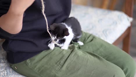 anonymous owner playing with kitten at home