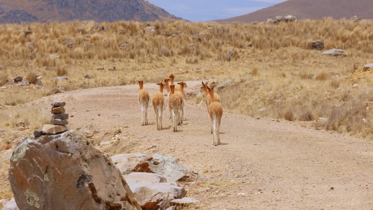 un oído de guanaco caminando por la región de los andes de sudamérica