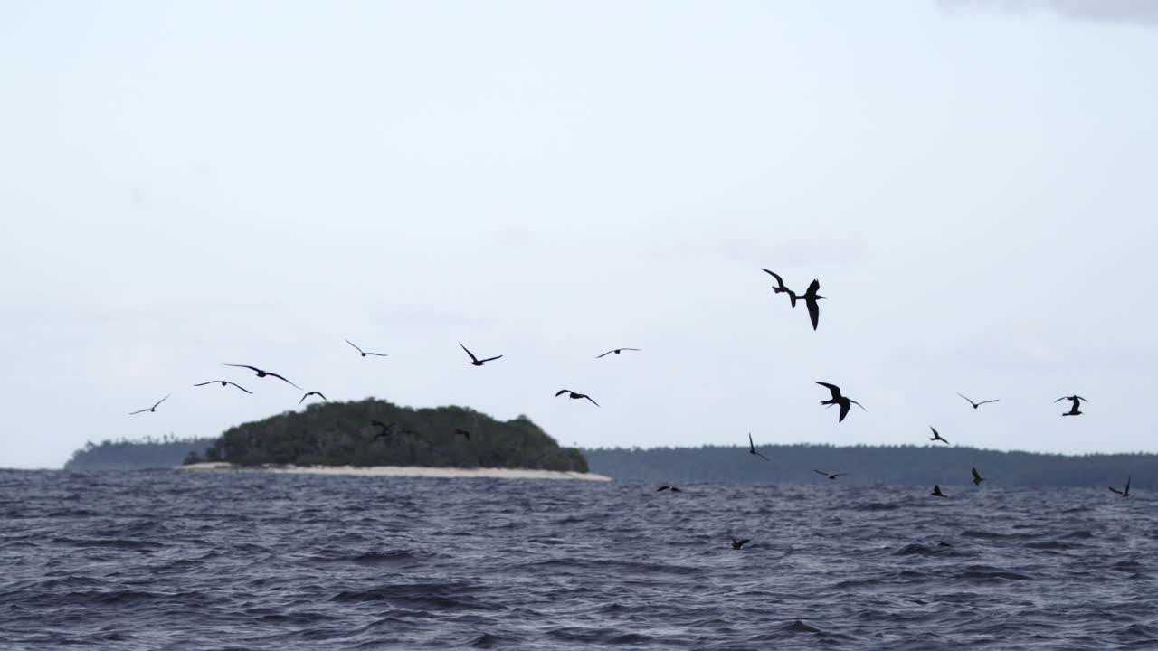 海鳥の群れが、薄色の空と質感のある水面を背景に、スローモーションで海面をかすめて飛んでいます。