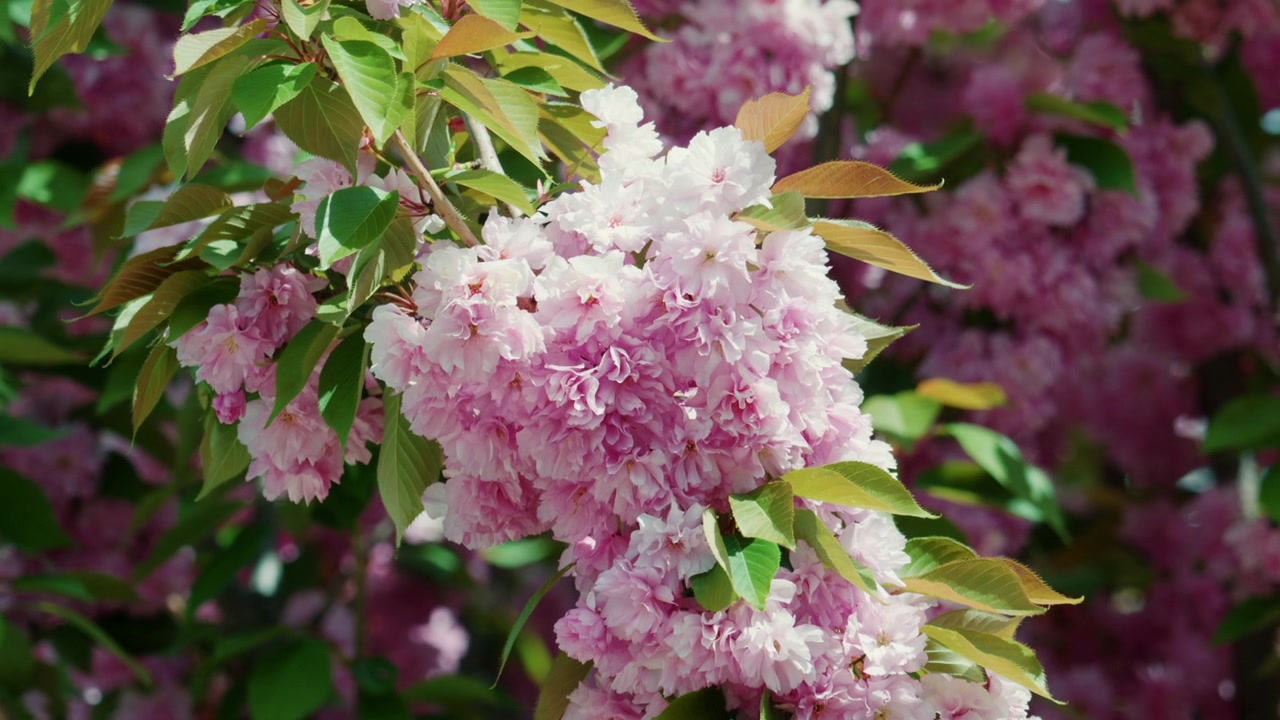 Close up of vibrant pink blossoms on a tree branch in full bloom
