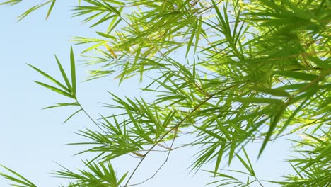 a tranquil scene of bamboo leaves dancing in the wind capturing nature's beauty and peace.