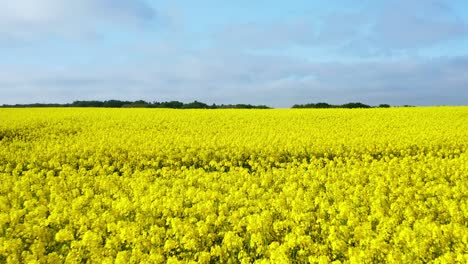 drone flies low over yellow rapeseed field