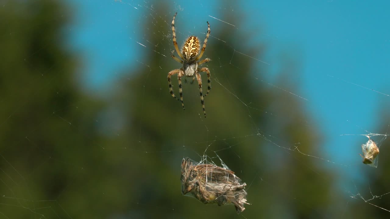 araña con presa en la red