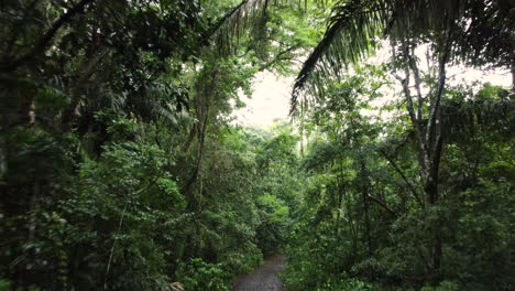 Aerial-Dolly-in-Shot-Pedestrian-Path-With-Dense-Vegetation-Revealing-the-Tree-Tops-of-the-Tropical-Forest