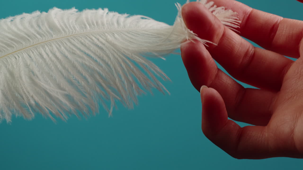 White Feather in Hand