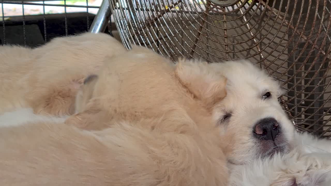 골든 리트리버 강아지가 바닥에 누워 있는 선풍기로 식혀지고 있습니다.