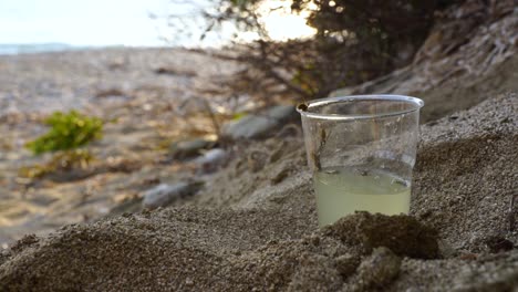 hornets drown into glass of sparkling drinks, drinking flying around on sand of the beach