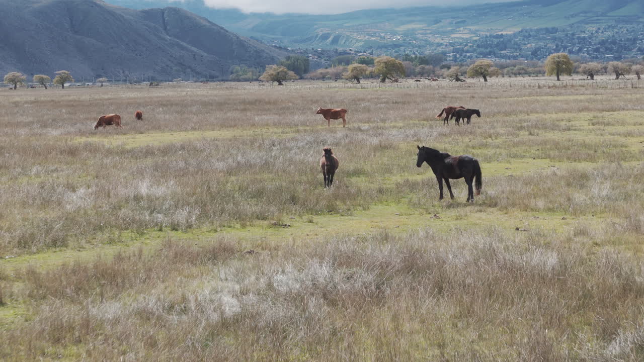 Cows and Horses Grazing in a Peaceful Rural Landscape