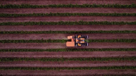 antena: camión de cosecha utilizado para obtener las uvas maduras