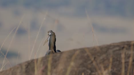 abyssinian ground hornbill over wilderness in uganda, east africa. selective focus shot