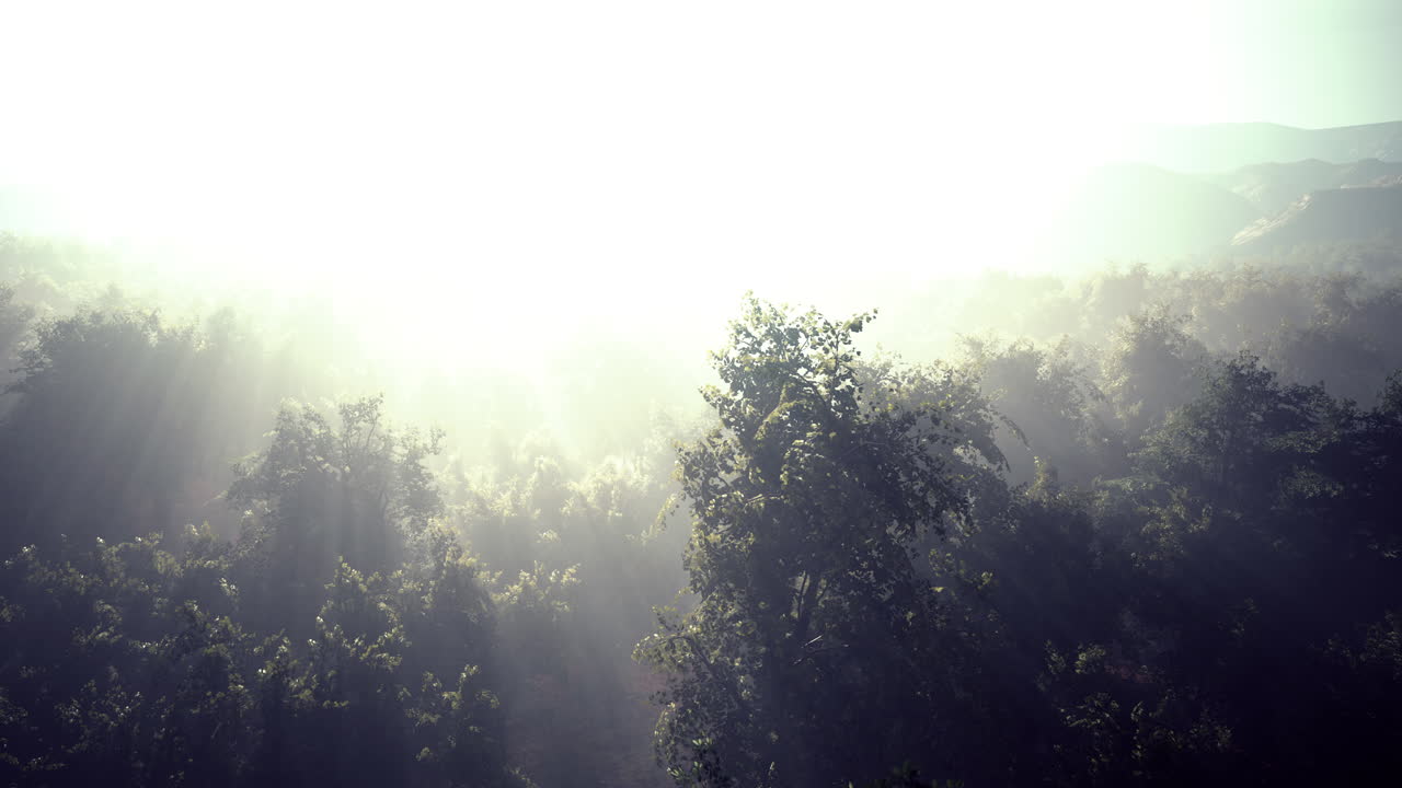 산악 열대 열대 우림 의 공중 조망 드론  ⁇