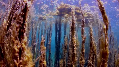 algae growth in crystal blue ocean, underwater view of the aquatic plants blooming in clear water.