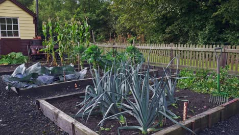 asignación de jardín con verduras orgánicas frescas cultivadas en casa