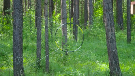 hoop in the forest