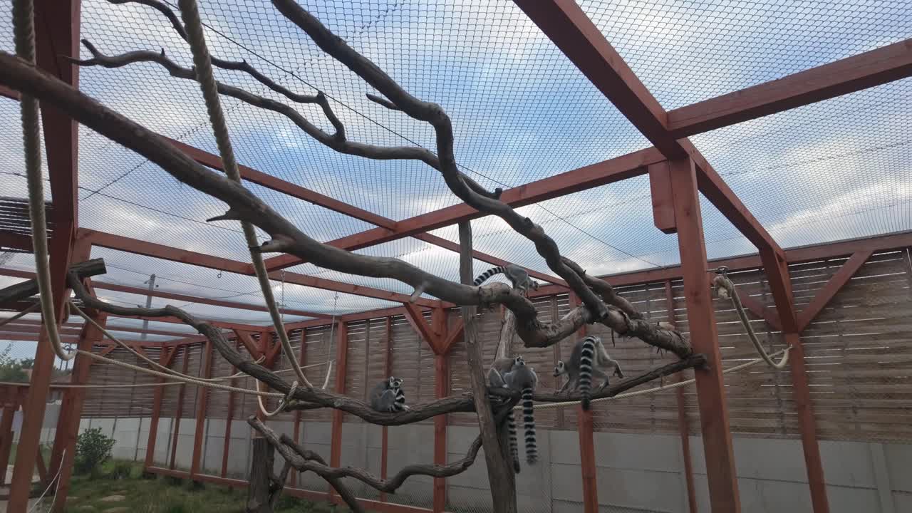 Un grupo de lémures de cola anillada trepa y descansa sobre ramas de madera en un recinto de un zoo, mostrando su comportamiento social bajo un cielo azul parcialmente nublado