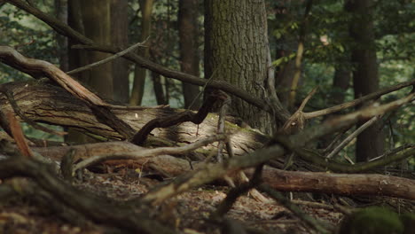 Tote-Krumme-Äste-Und-Baumstämme,-Die-Im-Grünen-Wald-Auf-Dem-Waldboden-Liegen