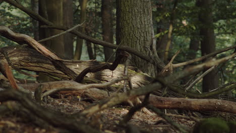 dead crooked branches and tree trunks lying on the forest floor in green forest