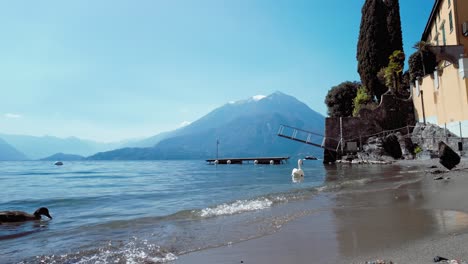 swan near the shore of lake como, varenna, italy
