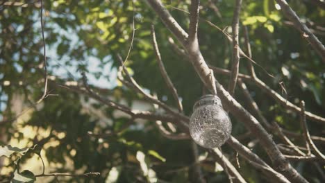 glass decoration hanging from a tree branch, on a sunny summer day