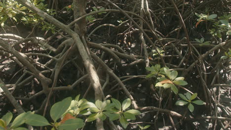 toma de detalle estática de un árbol de mangle