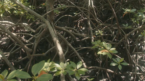 static detail shot of a mangrove tree