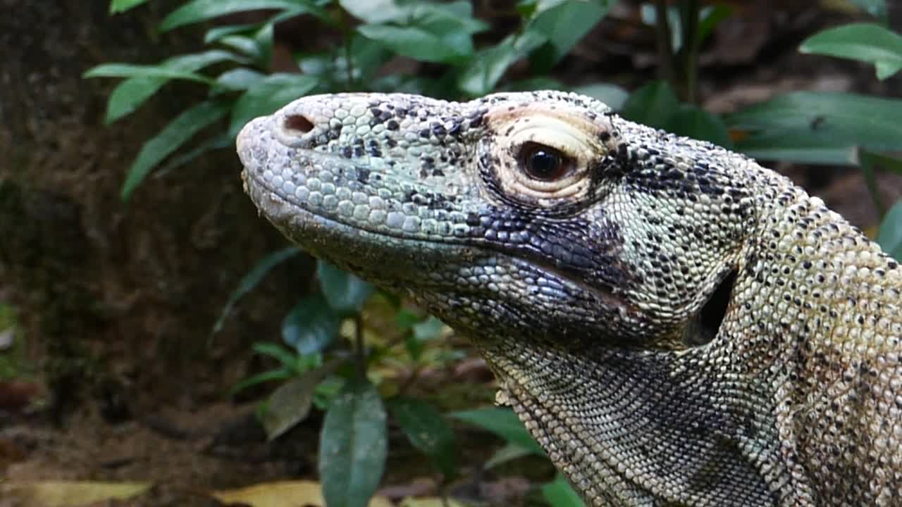 코모도 드래곤이 목을 움직이는 느린 영상 고품질 4k 영상