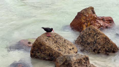 Austernfang-Beim-Essen-Von-Muscheln-Auf-Den-Felsen