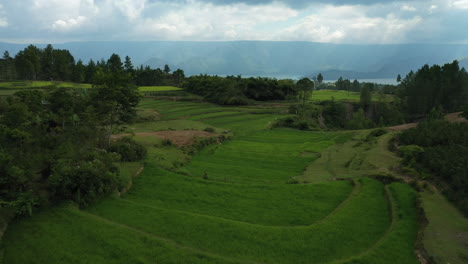 Sobrevuelo-Aéreo-De-Drones-De-Búfalos-De-Agua-Pastando-En-Campos-De-Terrazas-De-Arroz-Sobre-Valles-De-Acantilados-En-La-Isla-De-Samosir-En-El-Lago-Toba-En-El-Norte-De-Sumatra,-Indonesia