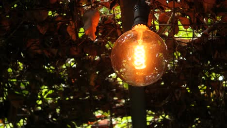 vintage edison bulb hanging in a garden