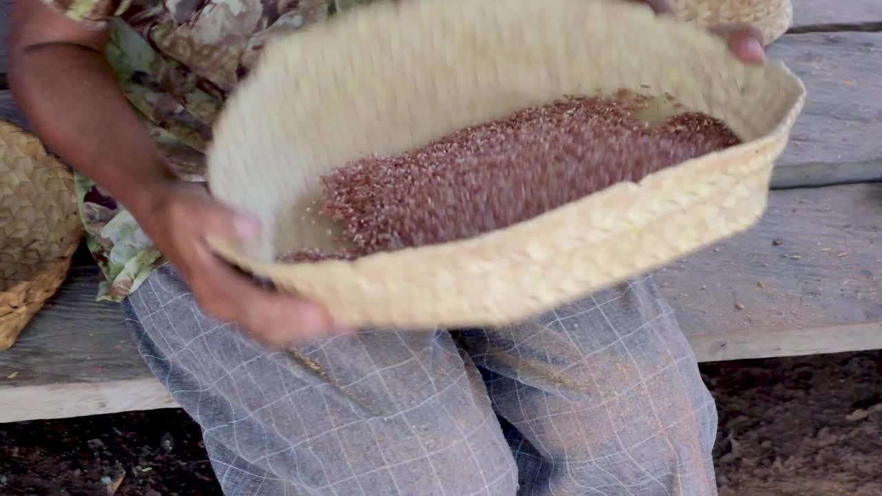 Traditional method of sorting recently harvested rice in a flax basket in Timor Leste, South East Asia