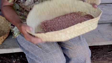 Traditional-method-of-sorting-recently-harvested-rice-in-a-flax-basket-in-Timor-Leste,-South-East-Asia