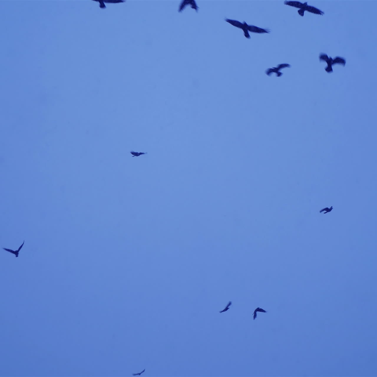 Crows In Flight. Flock of birds in the evening.