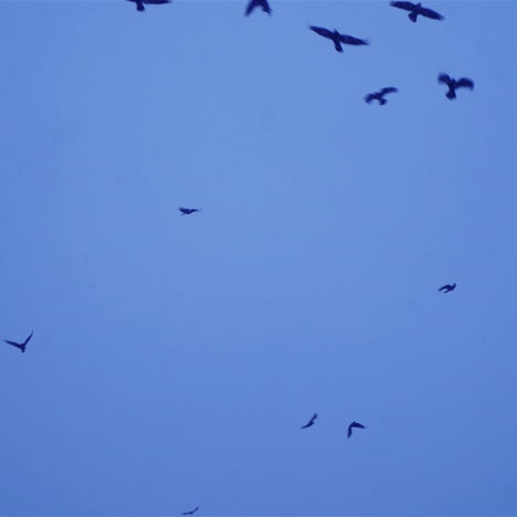 crows in flight. flock of birds in the evening.