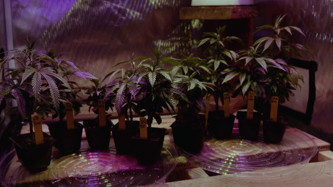 dyi canabis marijuana thc cbd 집은 조명과 환기가 있는 텐트에서 자라고 있습니다 소규모 취미 예비 침실 설정 클론 트리밍