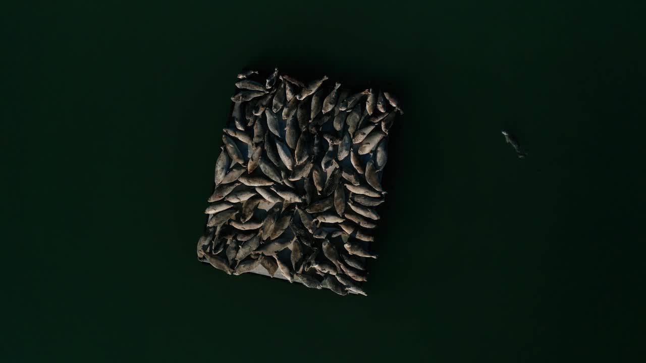 Seals taking in the sights and sun on a concrete pier in the city of the bay on a cloudy day