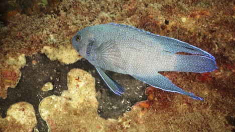 südlicher blauer teufelsfisch paraplesiops meleagris endemisch im süden australiens, 4k-zeitlupe