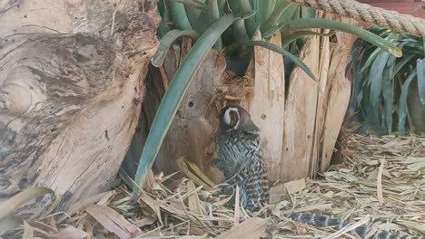 Lemur-with-long-tail-goes-from-a-palm-tree-into-a-cave-hiding-place-on-the-ground-in-donkey-light