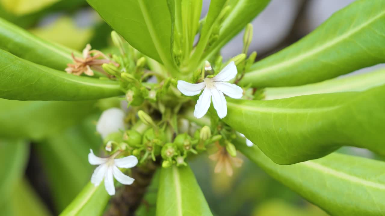 Tiare Apetahi It is a shrub native to the island of Raiatea in the Society Islands of French Polynesia. It has been over-collected and attacked by introduced rats, and is now critically endangered.