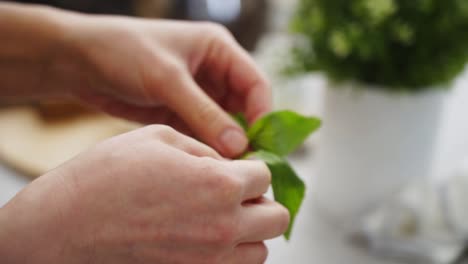 crop person decorating yummy dish with mint leaves