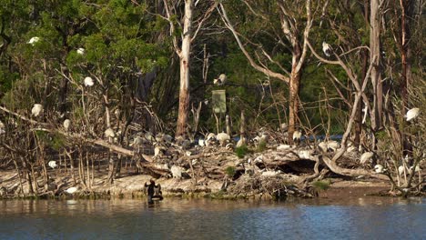 una gran bandada de ibis blancos australianos, threskiornis molucca, se alza en la isla, anidando en el medio del lago de vida silvestre durante la temporada de apareamiento y reproducción en jells park, wheelers hill.