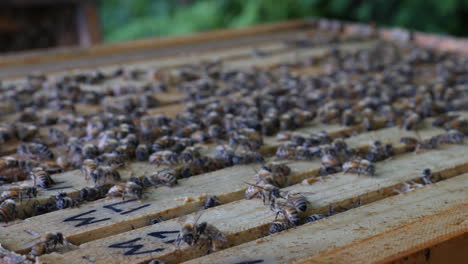 honey bees active on the hive