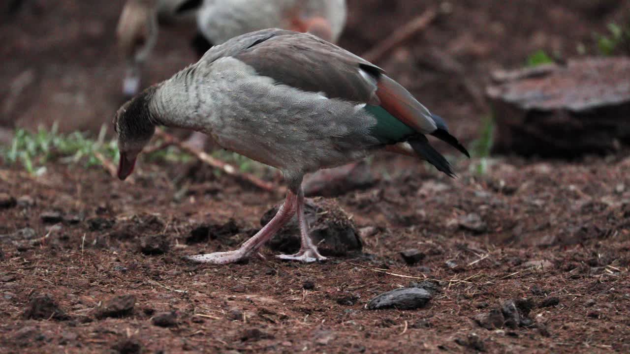bandada de gansos egipcios en sus hábitats en kenya safari, áfrica oriental