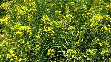 yellow bush rapeseed brassicaceae plant in windy sunny day