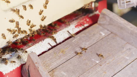 Imker-Lässt-Bienenkönigin-In-Den-Bienenstock-Frei