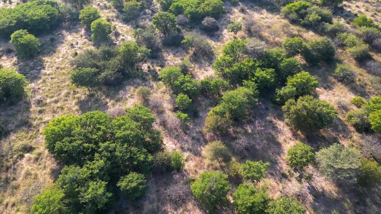 Vista aerea di una savana aperta dominata da alberi di mopane (Colophospermum mopane), Africa meridionale