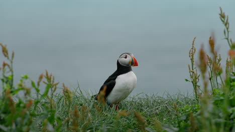 Puffin standing in grass by the water