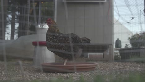 puestos de pollo doméstico en un tazón de comida en coop